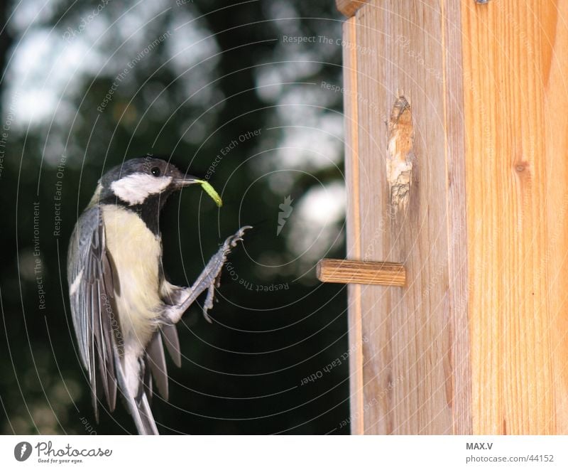 dinner Tit mouse Bird Nesting box Feed Feeding Passerine bird Parental care Dinner bird box Flying Caterpillar Wing Feather Garden Birdhouse