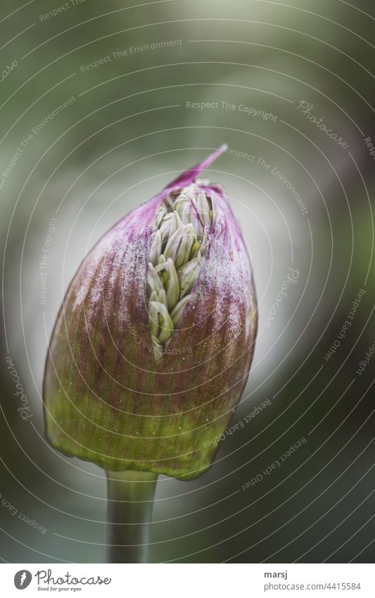 Flower bud of the ornamental lily. Filled to bursting. ornamental garlic garlic flower flower bud Bursting Garden plants Nature Violet Life Brave Determination