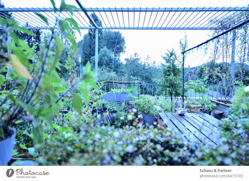 Balcony in the morning light Terrace plants planted Garden Cast green Nature Gardening Plant Green Exterior shot Gardener Colour photo