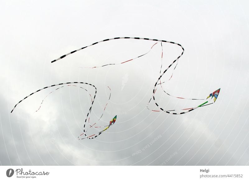 Dragon dance - two stunt kites with tails flying in formation in front of cloudy sky Kite Kite festival Flying Sky Clouds tapes Formation Joy fun