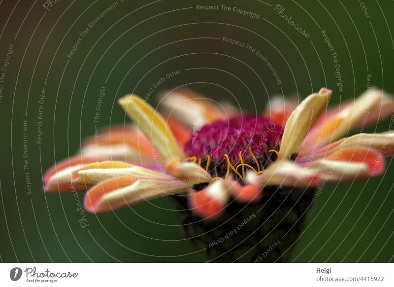 Flower of a zinnia Blossom Blossom leave Close-up Macro (Extreme close-up) Garden Ornamental plant Plant Shallow depth of field Yellow Green Pink Red Nature