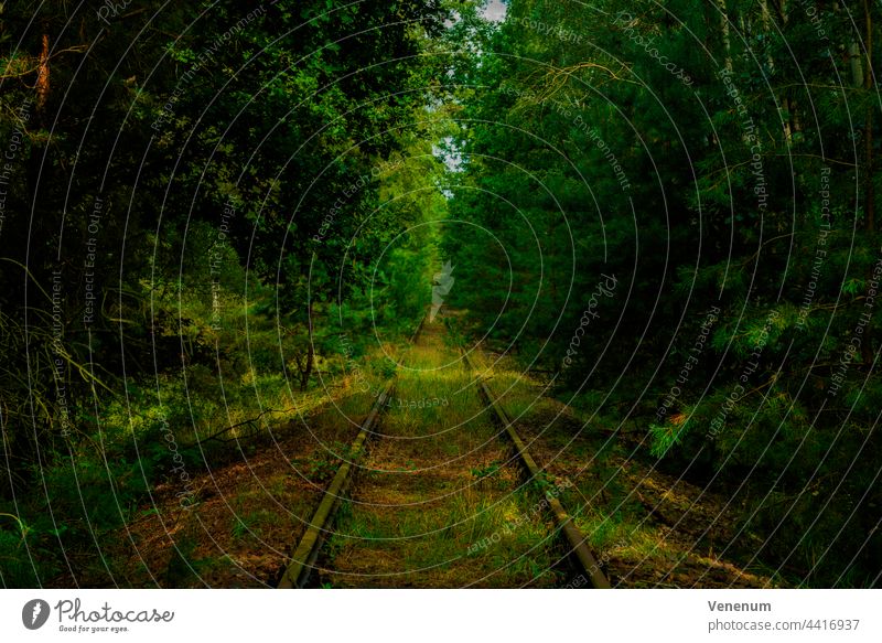 old railway track,overgrown track bed,Wild plants and trees next to the tracks Track rails railroad iron rust railway sleepers Forest woods railroad tracks