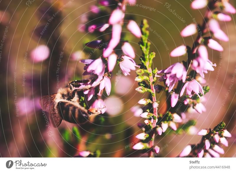 the heath is in bloom Heathland heather blossom heather colours enjoyable Pink purple pink haiku Honey Scent heather bush heathen atmosphere Love of nature