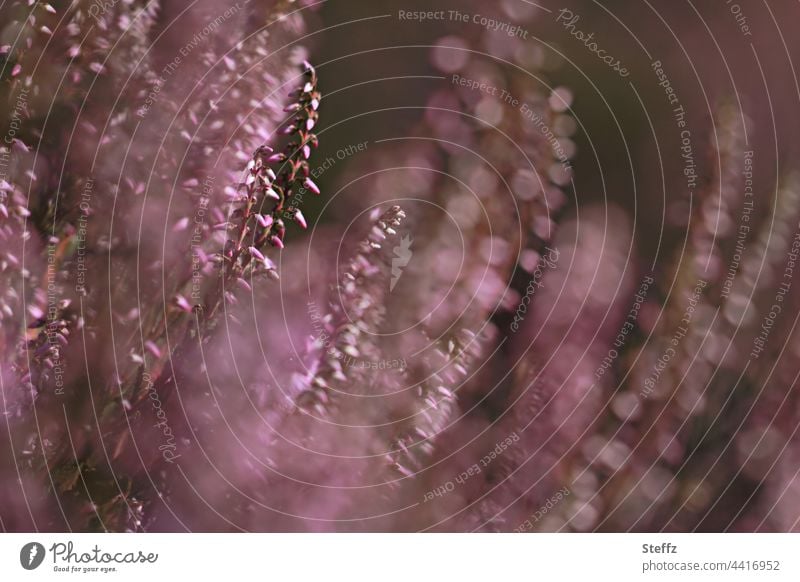 Heather blossoms tremble in the wind heather blossom Heathland Summer heath broom heathen fairylike Poetic Tremble enchanting magic enchanted haiku