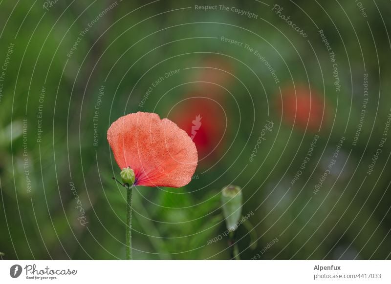 Last regards Poppy Poppy blossom Goodbye suicide note Flower Deserted Summer Blossom Colour photo Plant Nature Red Exterior shot Spring red poppy Corn poppy