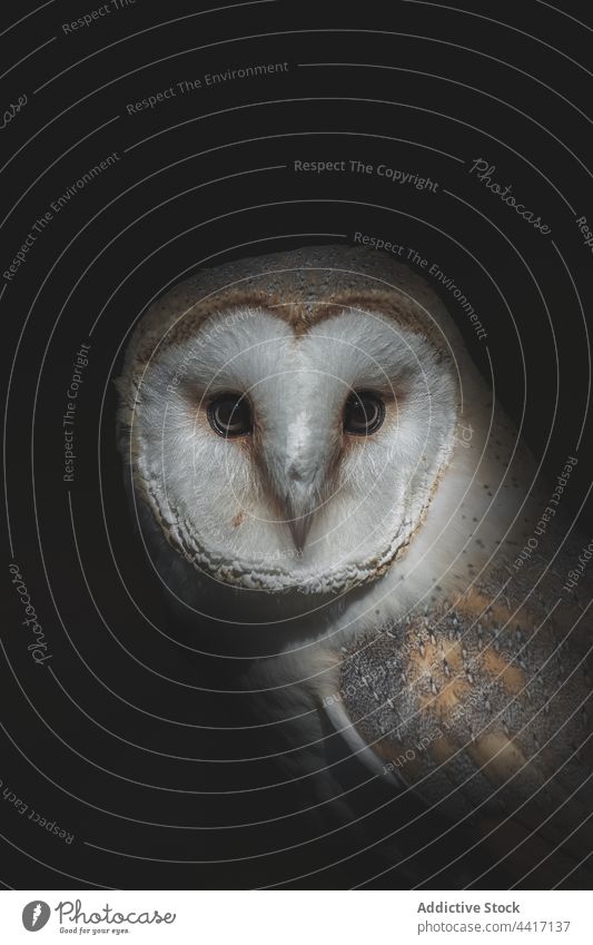 Owl with fluffy plumage on black background owl bird avian ornithology fauna animal carnivore beak portrait predator pointed strong shade barn owl brown gray