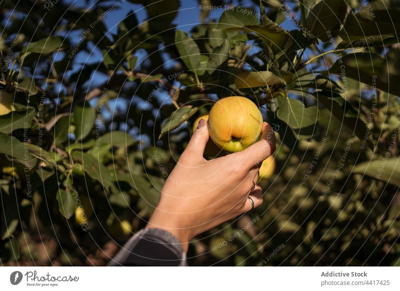 Crop woman picking ripe apple from tree collect harvest garden countryside fruit farmer female nature season rural vitamin vegetate plantation orchard organic