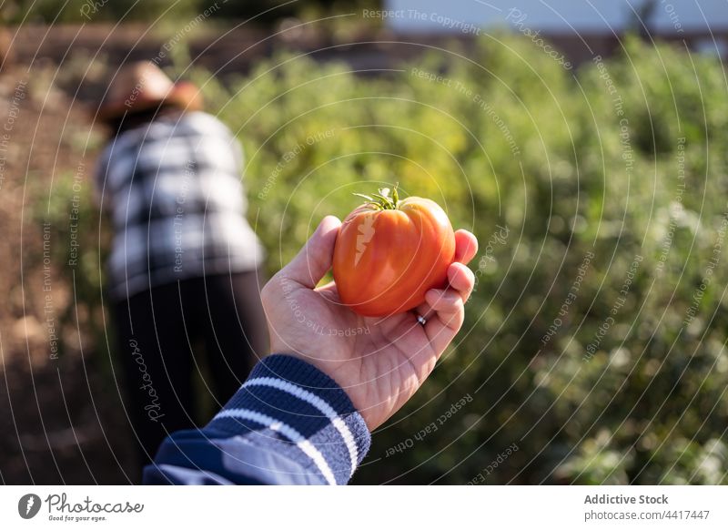 Anonymous woman with ripe tomato on farm farmer harvest garden countryside summer pick agriculture female ethnic asian collect cultivate fresh vegetable natural