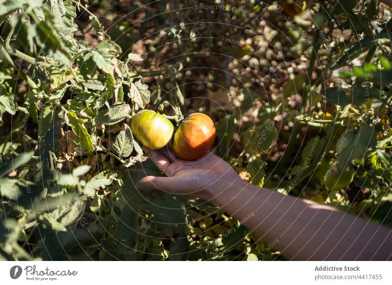 Crop farmer showing unripe tomatoes growing in countryside growth agriculture vegetate garden cultivate organic harvest lush summer green bush vegetable fresh