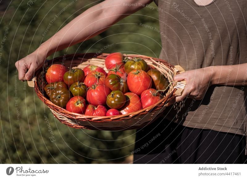 woman with harvest of tomatoes in countryside farmer collect basket ripe rural female fresh agriculture plantation field organic nature glad agronomy vegetable