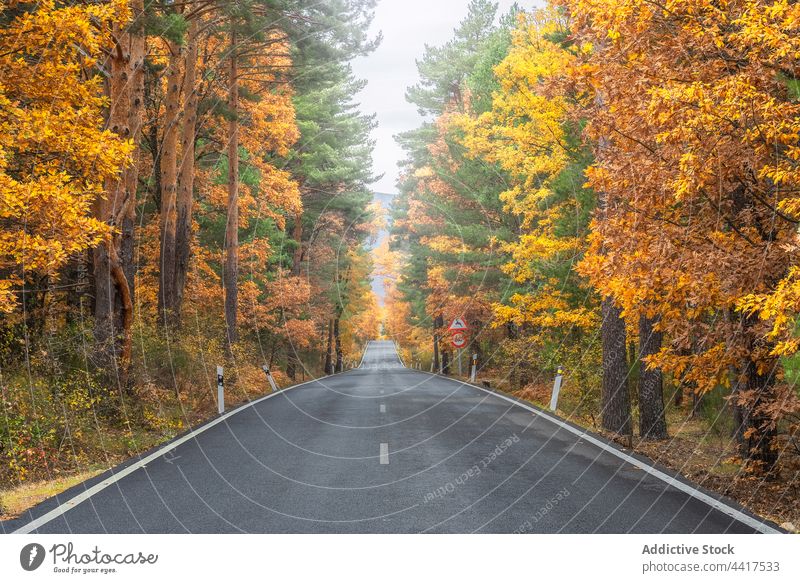 Asphalt road through autumn forest woods tree fall roadway woodland route asphalt landscape environment nature lush orange yellow scenic direction straight