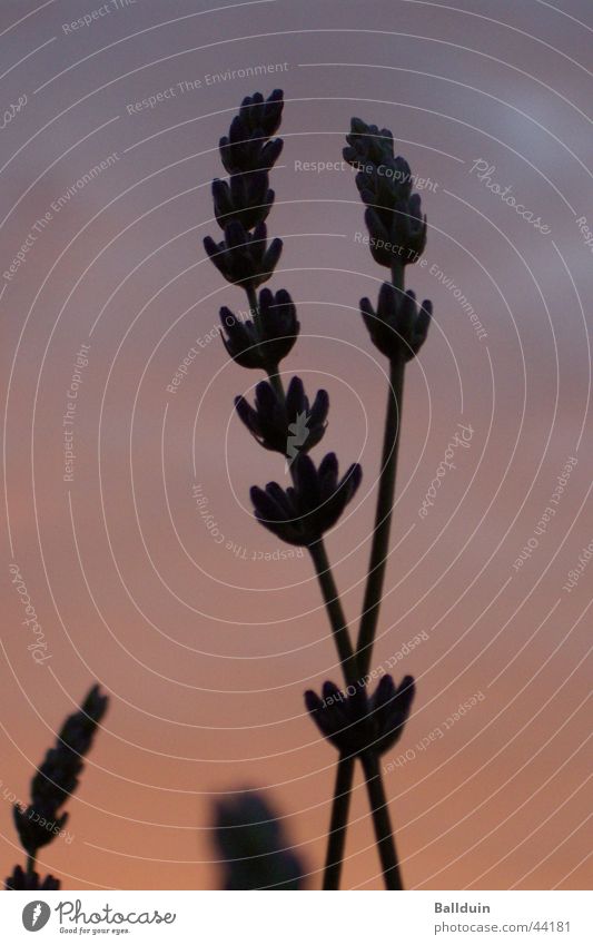 Lavender in the evening sky Sunset Red Color gradient Evening sun Dusk Shadow Medicinal plant