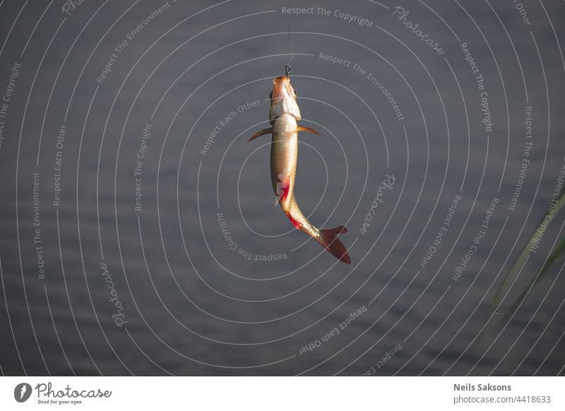 common roach on hook. Fishing with fishing rod. Fish on blurred background. fishing line abstract animal beach bird boat bokeh background brown clear colorful