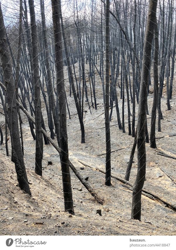 Forest fire. Woodground Blaze Tree Fire Nature Exterior shot Smoke Deserted Environment Colour photo Dangerous Burn Threat Summer Burnt Landscape Mountain