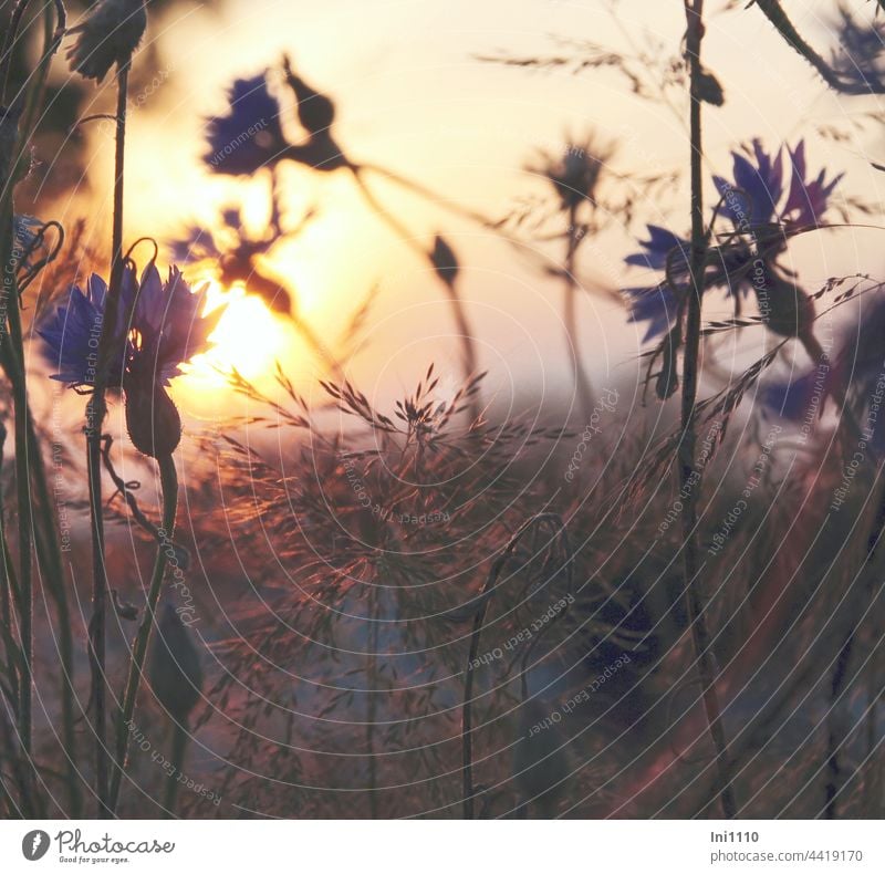 Sunset cornflowers and grasses Summer Illuminate Margin of a field evening stroll silent End of the day evening mood Light evening light gasifiers silhouettes