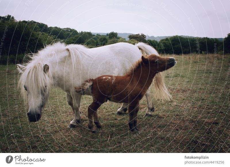 Pony mother with foal on the pasture Foal Bangs Ponie Horse horse Animal family Willow tree Baby animal Animal portrait Meadow Pair of animals mare dam