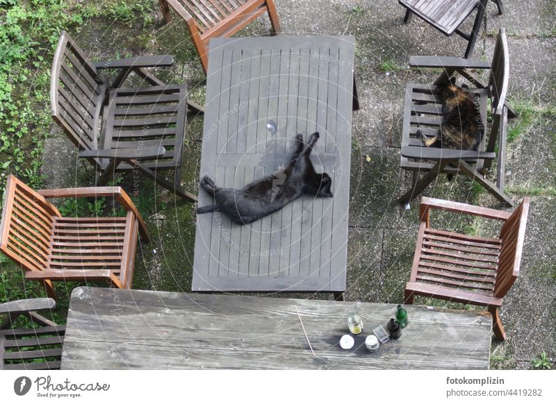 View from above two cats, one of which is lying in the middle of a garden table, the other on a garden chair Garden table hangover Pet pets chill unconventional