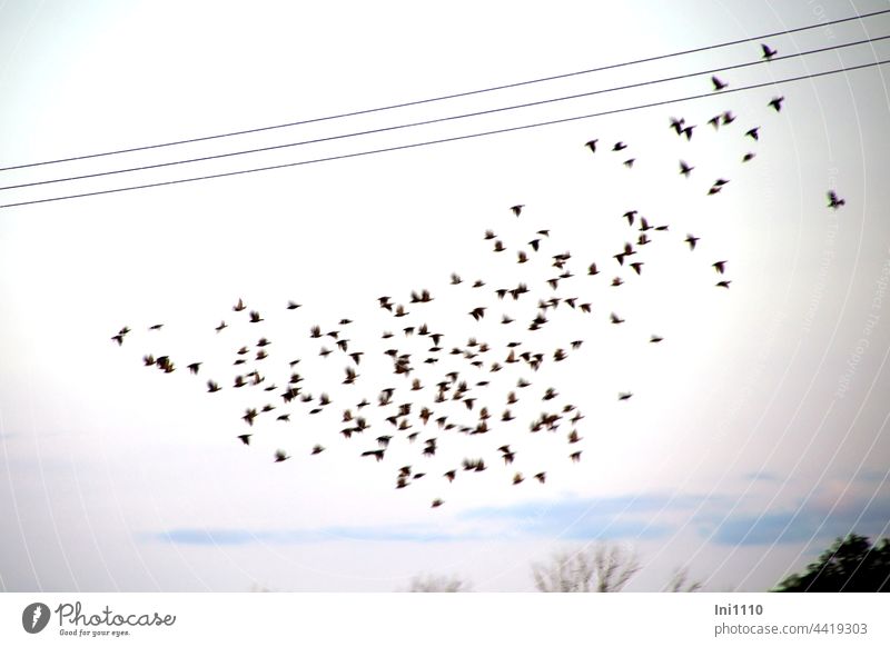 Preparation for the flight to the south birds Stare Migratory birds Flock swarm behaviour Protection group troop Flying Crowd bird migration Sky