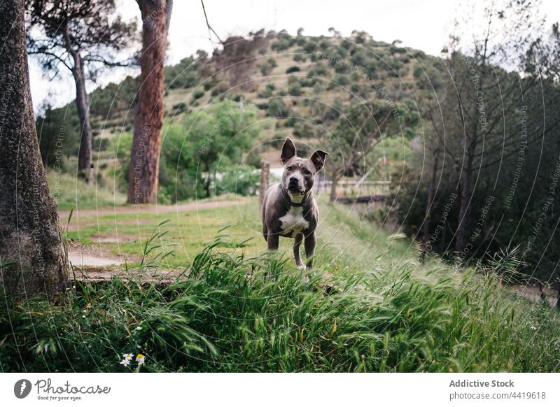 Purebred dog in summer nature pet purebred animal meadow breed countryside fauna curious explore gray collar canine creature grass attentive interest specie