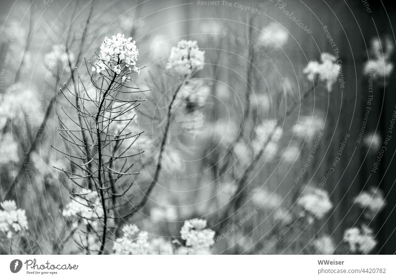 Even the weeds by the wayside can be quite enchanting herbaceous Weed meadow herb meadow plant Plant wax blossom stalk blossoms Shades of grey Gray