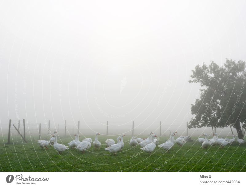 Geese in the fog Autumn Weather Bad weather Fog Garden Farm animal Bird Group of animals Dark Agriculture Keeping of animals Livestock breeding