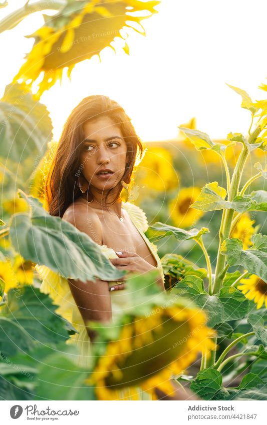 Woman in yellow dress in sunflower field woman style summer fashion grace female young hispanic boho bohemian nature bloom countryside romantic feminine ethnic