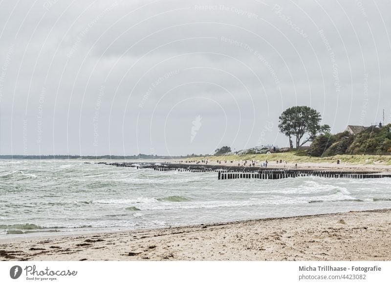 Baltic Sea beach with wind and waves Darss Fischland-Darss-Zingst Ahrenshoop steep coast Beach Waves Water groynes Ocean Sand trees Forest Sky Clouds Wind Sun