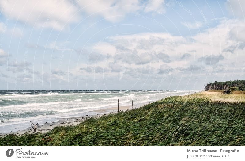 West Beach Fischland - Darß Darss Fischland-Darss-Zingst Western Beach Baltic Sea coast Waves Water Ocean Sand trees Forest Sky Clouds Wind Sun Nature Landscape