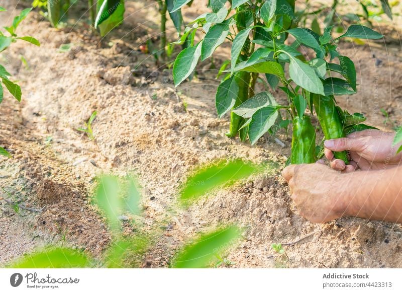 Farmer picking fresh peppers in garden ripe collect harvest summer sunny farmer field agriculture natural vegetable organic countryside cultivate vitamin rural