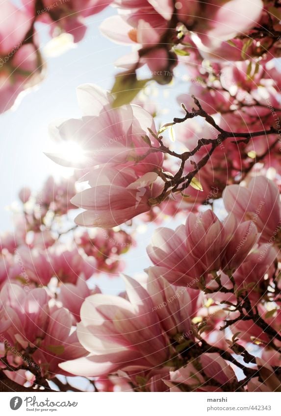 magnolietic Nature Plant Spring Summer Beautiful weather Flower Pink Magnolia plants Magnolia tree Magnolia blossom Fragrance Colour photo Exterior shot Detail