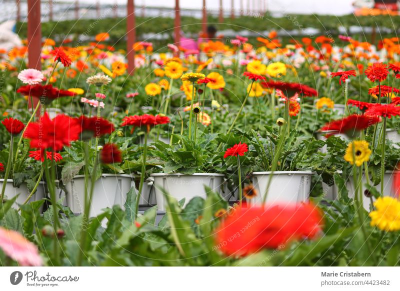 Transvaal daisy or gerbera daisies in full bloom at a flower farm in Cameron Highlands, Malaysia transvaal daisy gerbera daisy cameron highlands malaysia