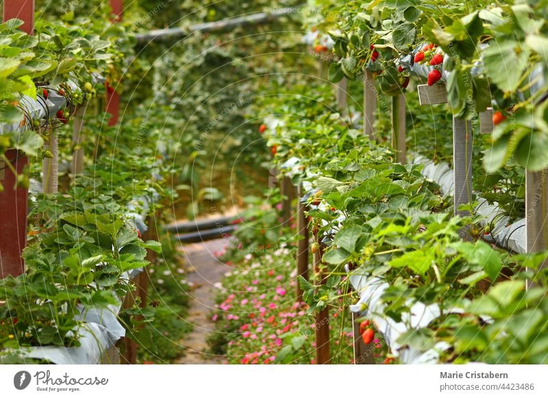 Modern and organic Strawberry farms in Cameron Highlands in Malaysia strawberry farm organic farming modern agriculture cameron highlands malaysia