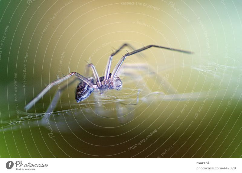 Mini Spider Nature Plant Animal 1 Gray Spider's web Disgust Fear Colour photo Exterior shot Close-up Detail Macro (Extreme close-up) Day