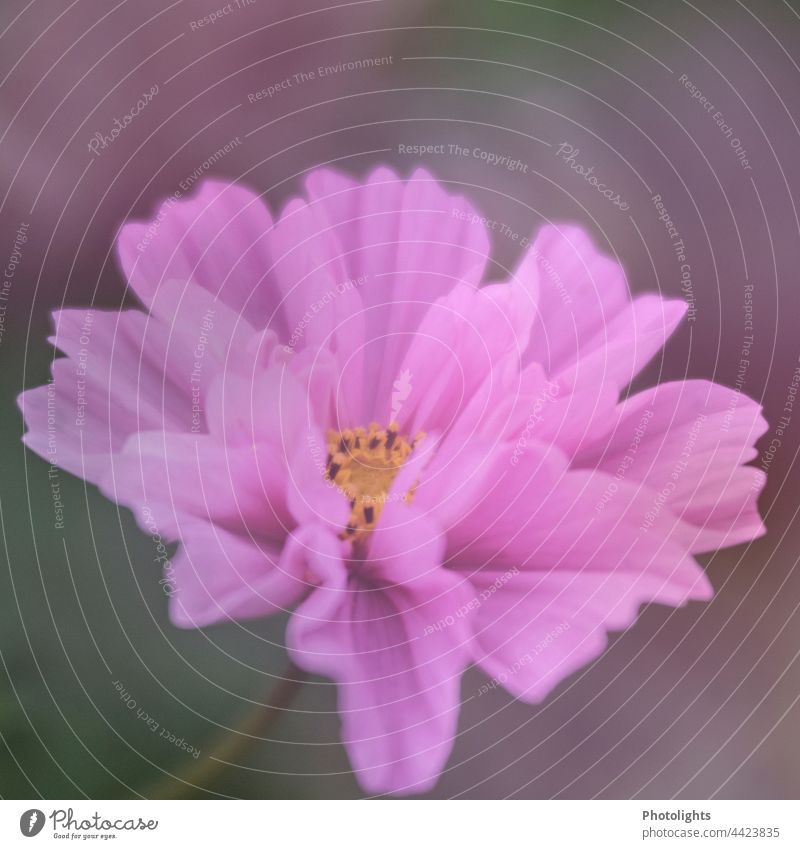 Dreamy Cosmea Cosmea flower Blossom by oneself Dreamily blurred soft Close-up Flower Nature Blossoming Cosmos Exterior shot Shallow depth of field Detail Plant