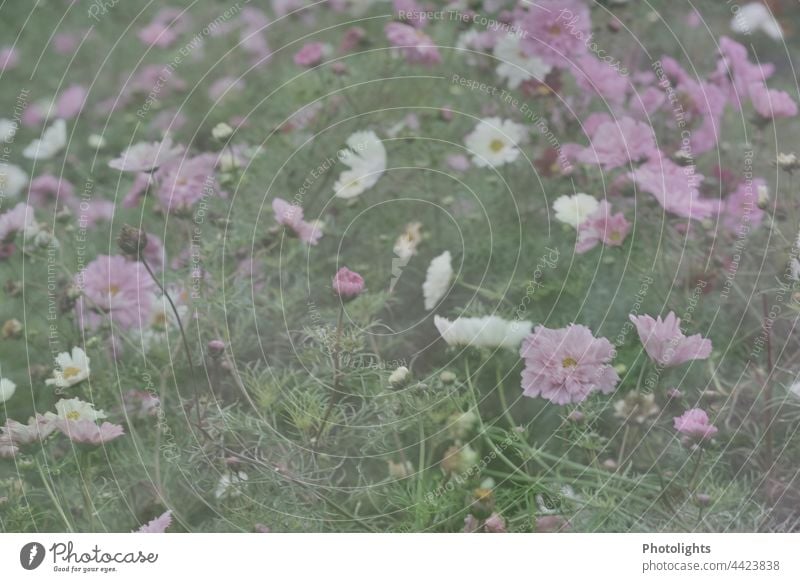 Dreamy delicate cosmea flowers in pink and white Cosmea flower Blossom by oneself Dreamily blurred soft Close-up Flower Nature Blossoming Cosmos Exterior shot