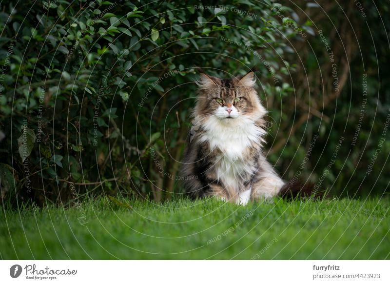 fluffy maine coon cat outdoors in green garden sitting on grass purebred cat pets longhair cat fur feline tassel ear tip ear tuft front or backyard greenery