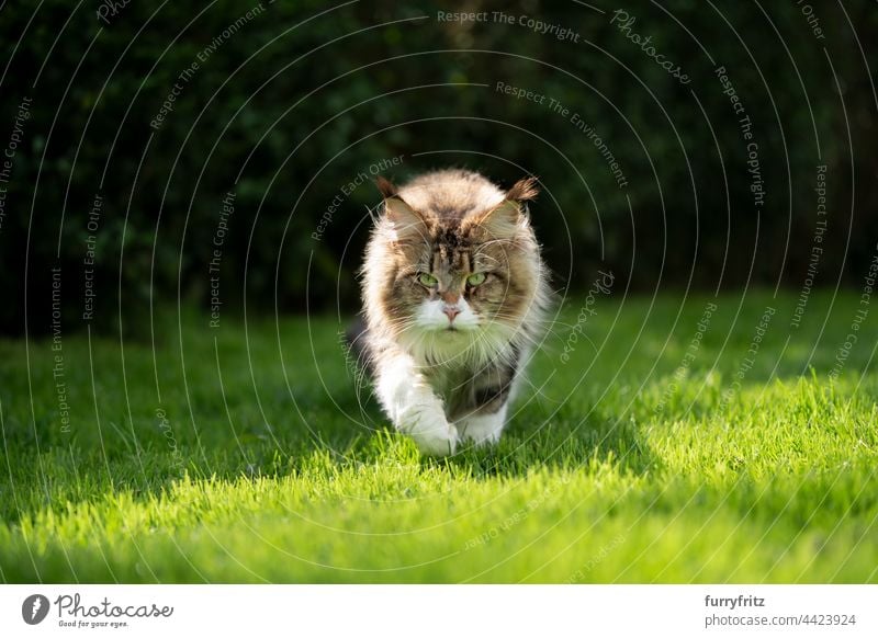 tabby white maine coon cat walking on green grass in sunlight purebred cat pets longhair cat fluffy fur feline tassel ear tip ear tuft outdoors