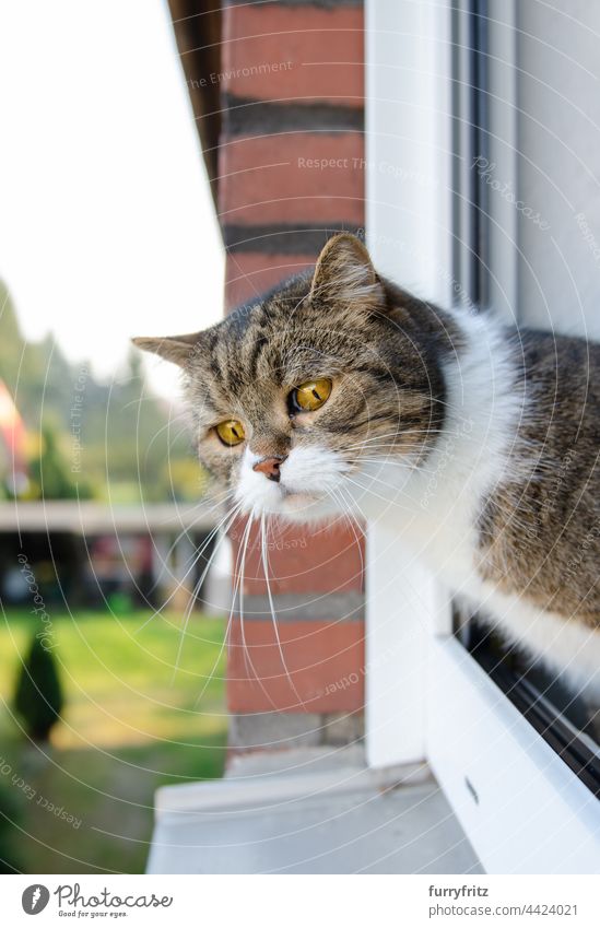 cat looking out of open window one animal outdoors indoors british shorthair cat tabby white fur feline curious observing sill inside looking out