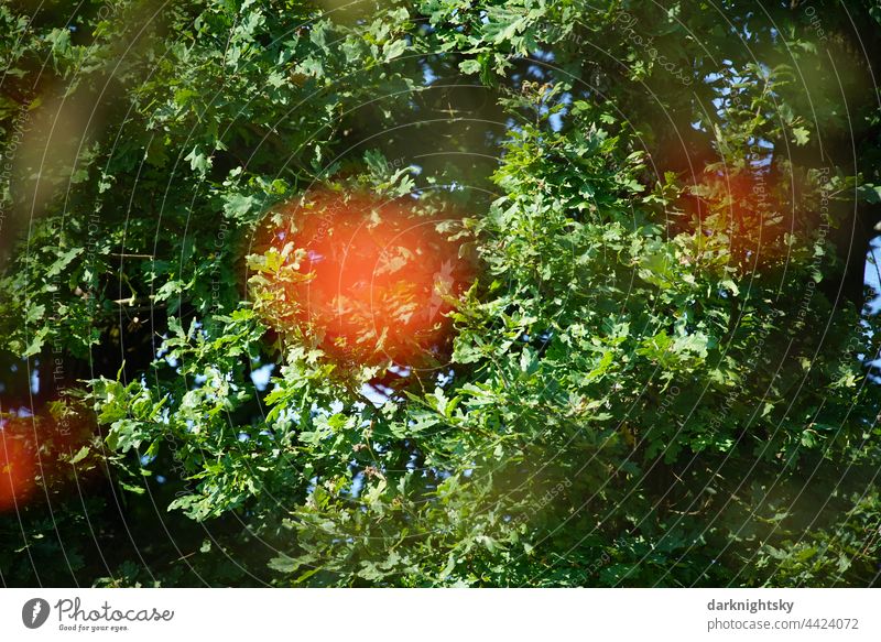 Nature in a park or forest with ripe rowan berries of a Sorbus species, Sorbus scalaris Forest Park Orange Green Summertime Landscape Autumn Leaf Environment