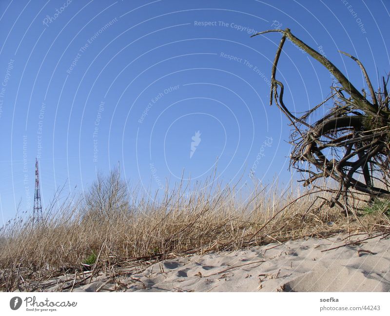 Elbe beach Beach Bushes Sky Blue Sand