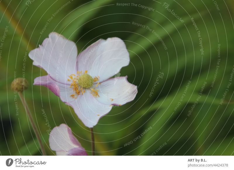 Autumn anemone flower Plant Blossoming Garden Poppy anenome Close-up Nature Chinese Anemone Pink Yellow Green autumn beauty Flower