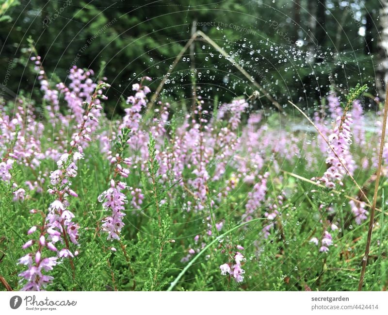 2021 Forest Floor Challenge | well networked Heather Blossom plants Nature Spider's web Drops of water Trickle Macro (Extreme close-up) Wet Dew Close-up Damp