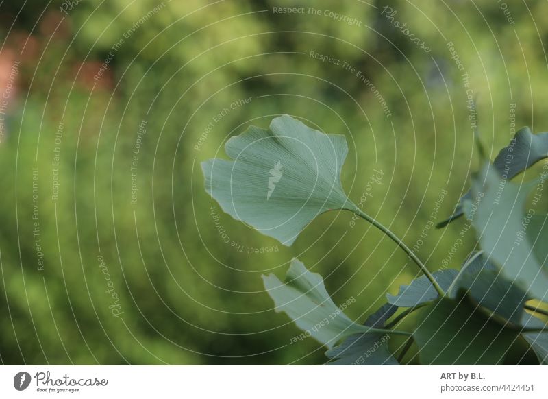 Ginkgo leaf in the foreground Ginko ginkgo leaves ginkgoweig Leaf early green Colour photo Tree Nature Deserted Plant