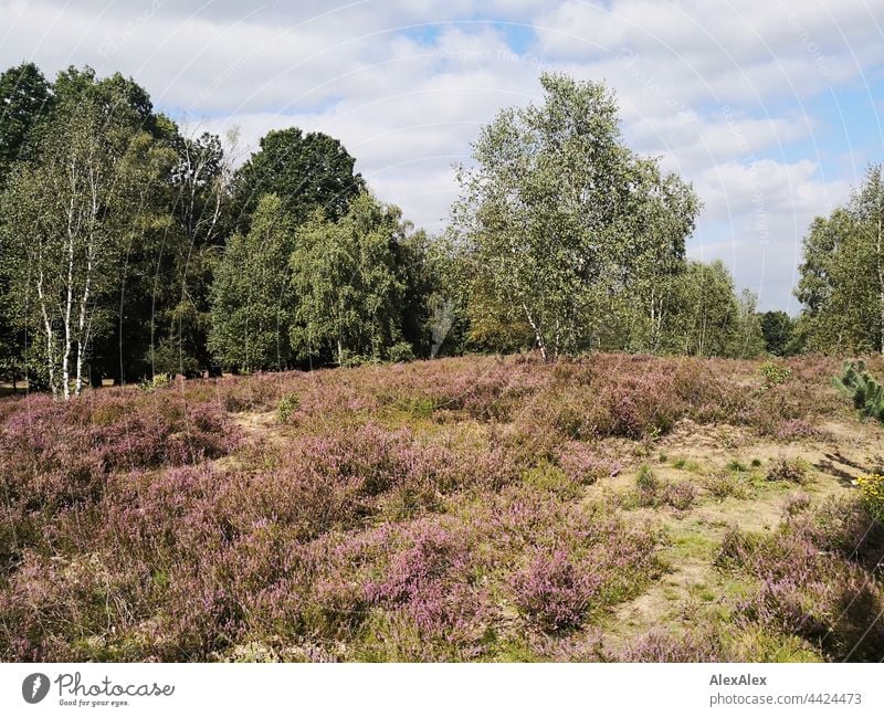 Lüneburger Heide - Landscape with heather, birches and bushes Heathland Luneburg Heath landscape Summer late summer Birch tree trees plants Manmade landscape