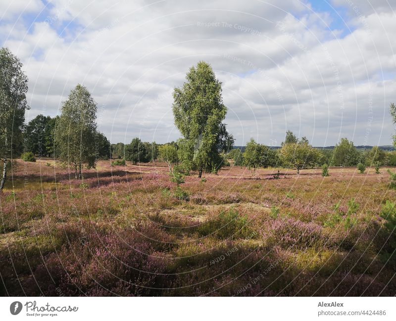 Lüneburger Heide - Landscape with heather, birches and bushes Heathland Luneburg Heath landscape Summer late summer Birch tree trees plants Manmade landscape