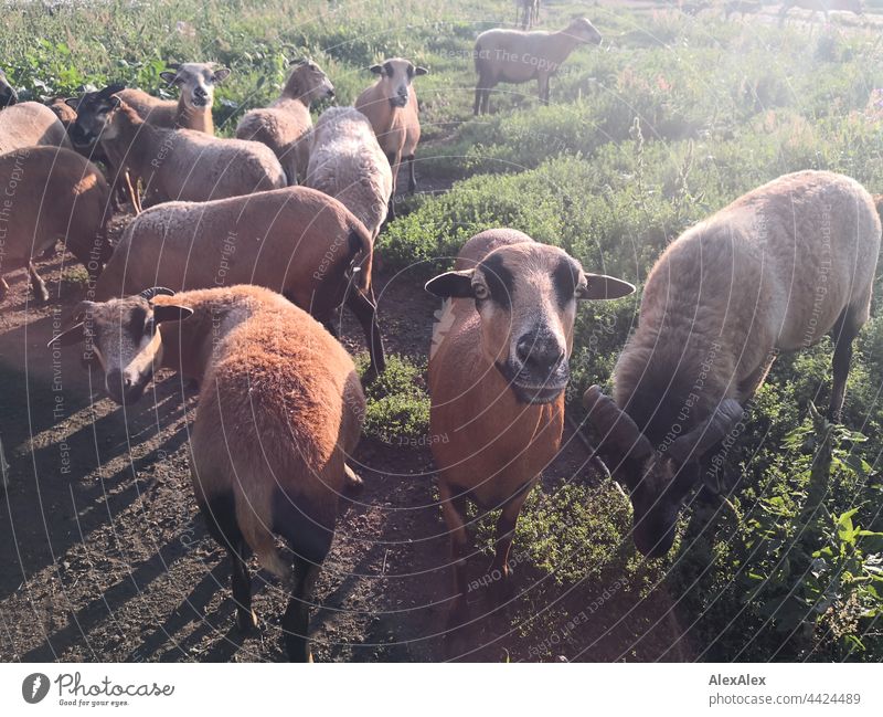 A small flock of brown sheep on a meadow, some of them looking expectantly into the camera Sheep Flock Herd Meadow paddock Back-light animals Farm animals Wool