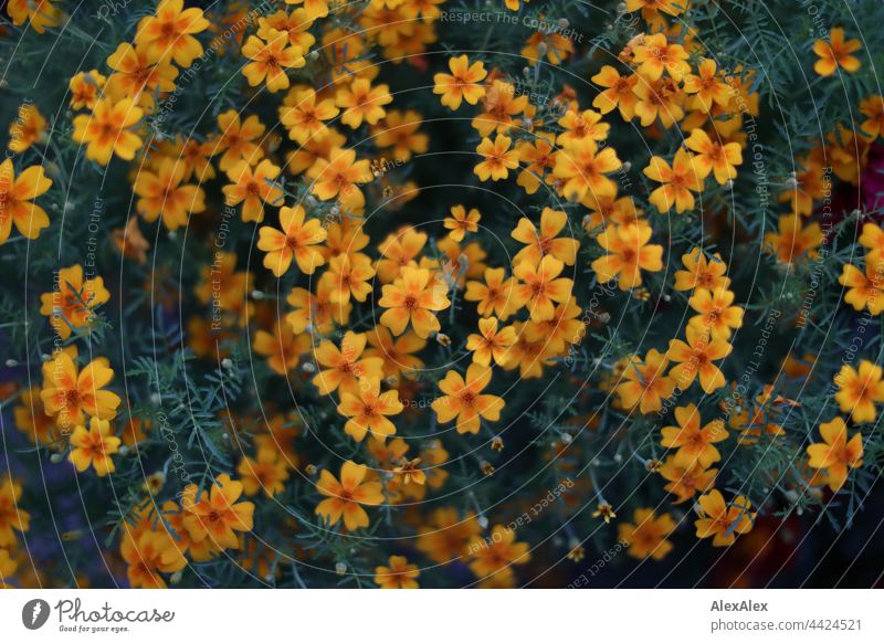 Top view of a bush of yellow flowers Yellow Green Plant plan Shallow depth of field Nature Blossom Colour photo Blossoming Exterior shot Garden Close-up