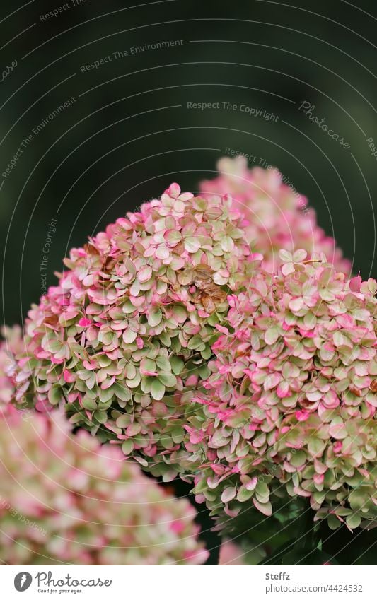 Faded hydrangea Front yard plant Hydrangea Hydrangea blossom garden horticulture Panicle Hydrangea Ornamental plant garden flowers petals garden plant withered