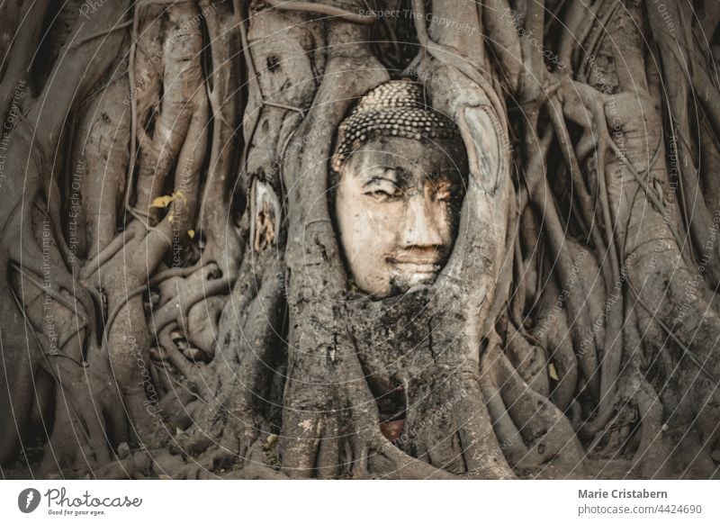 Buddha statue head covered by Banyan tree roots at Wat Mahathat in Ayutthaya Historical Park, Thailand wat mahathat buddha head ayutthaya historicsl park