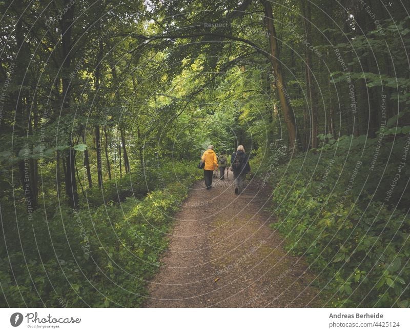 A hiking group in an old mixed forest on a rainy day adult recreation health together outdoors people walk activity hike active nature trip summer young women